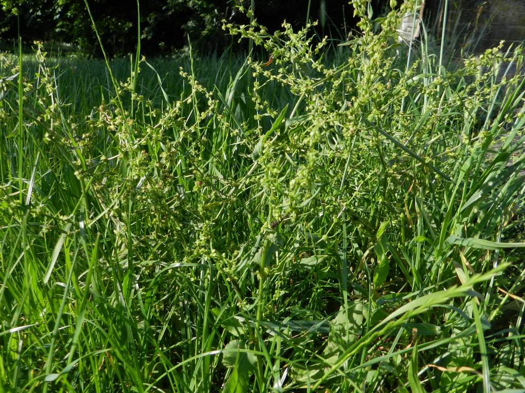 Rumex pulcher / Romice cavolaccio